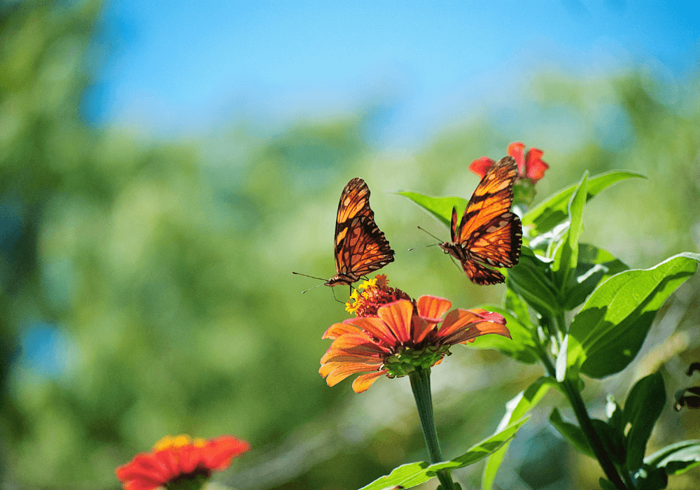 How to Create a Butterfly Garden | Littpopo