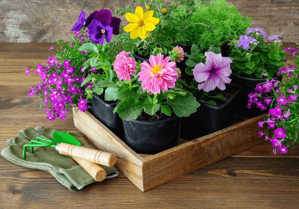 Flower Plants For Home | Littpopo