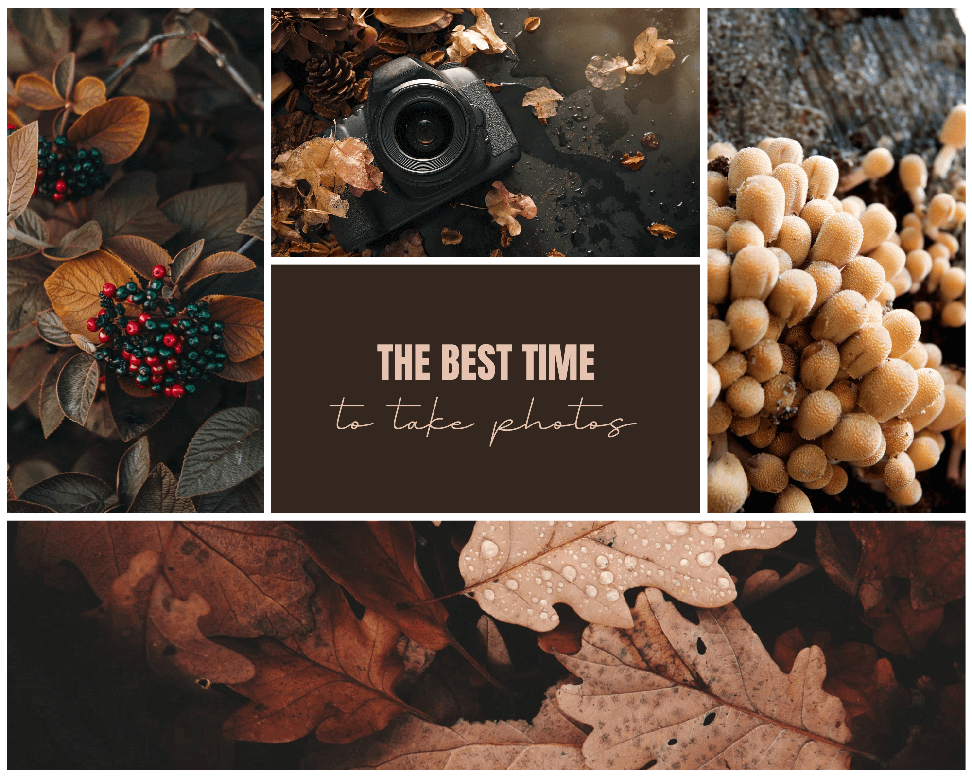 Nature photography collage with camera, autumn leaves, mushrooms, berries, and text "The Best Time to Take Photos".