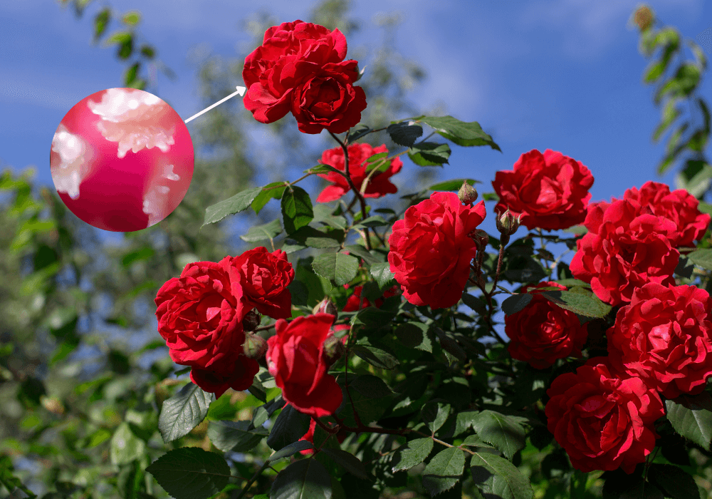 Exploring Types of Flowers Under Microscope With MicroCam X1