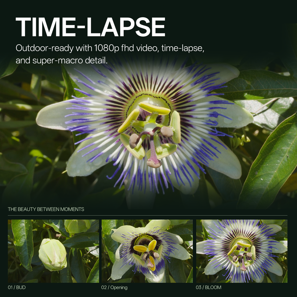 Littpopo MicroCam X1 outdoor time-lapse mode showing passion flower bud opening into full bloom