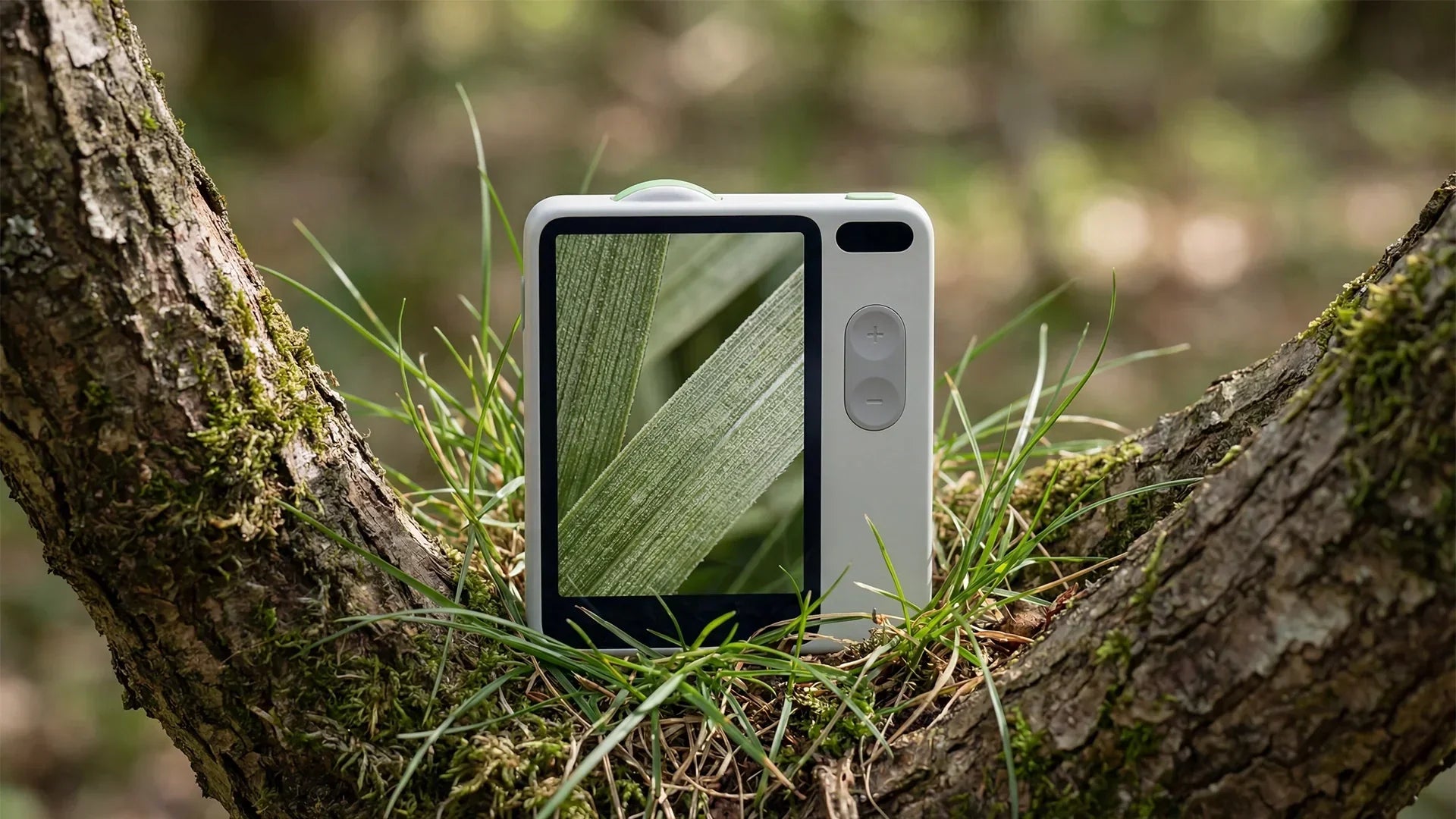 Littpopo camera rests in the crook of a mossy tree, its screen displaying a close-up photo of overlapping green leaves, blending with the natural forest background.