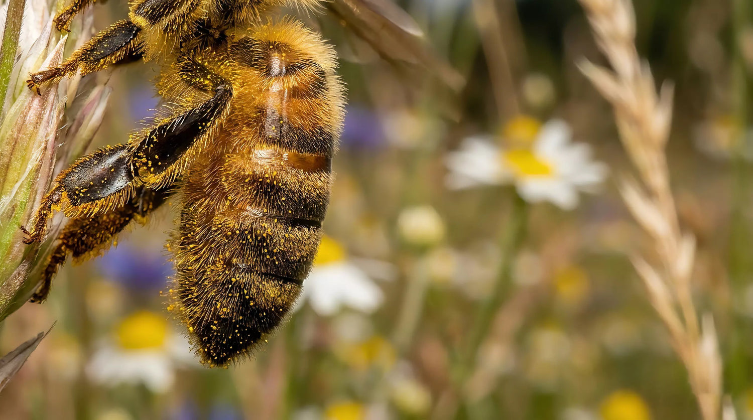 Can You Photograph Insects Outdoors with a Microscope Camera?