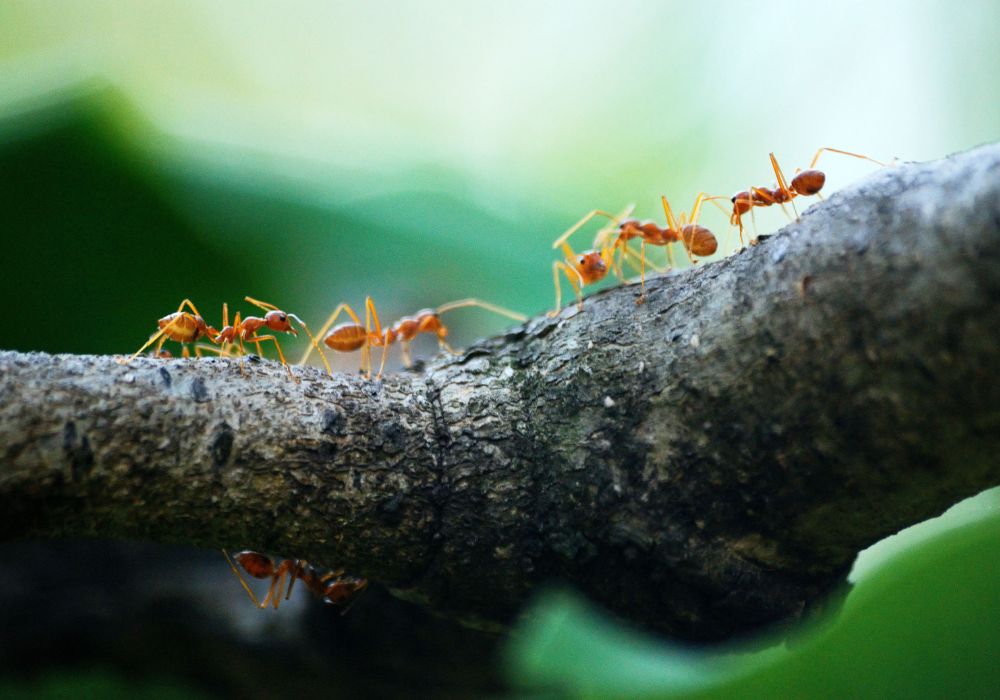 Close up of an ant picture - Littpopo