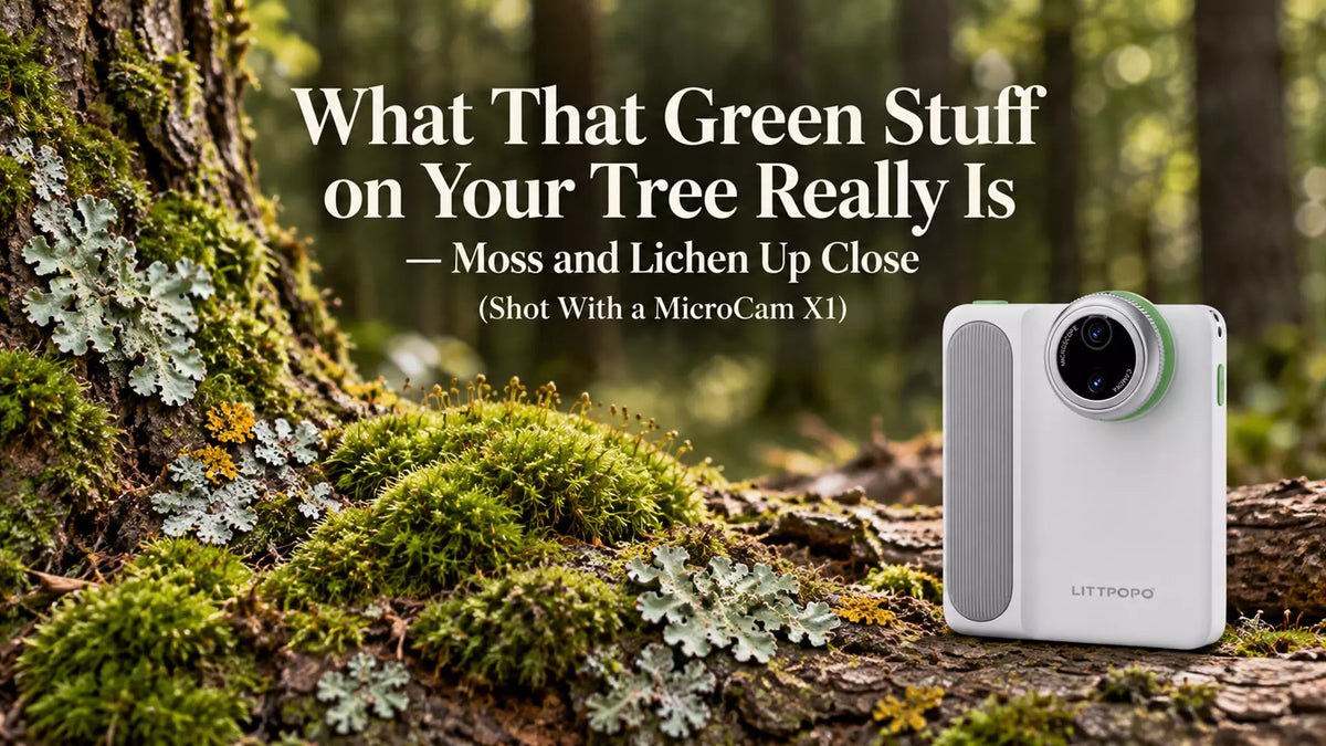 What That Green Stuff on Your Tree Really Is — Moss and Lichen Up Close (Shot With a MicroCam X1)
