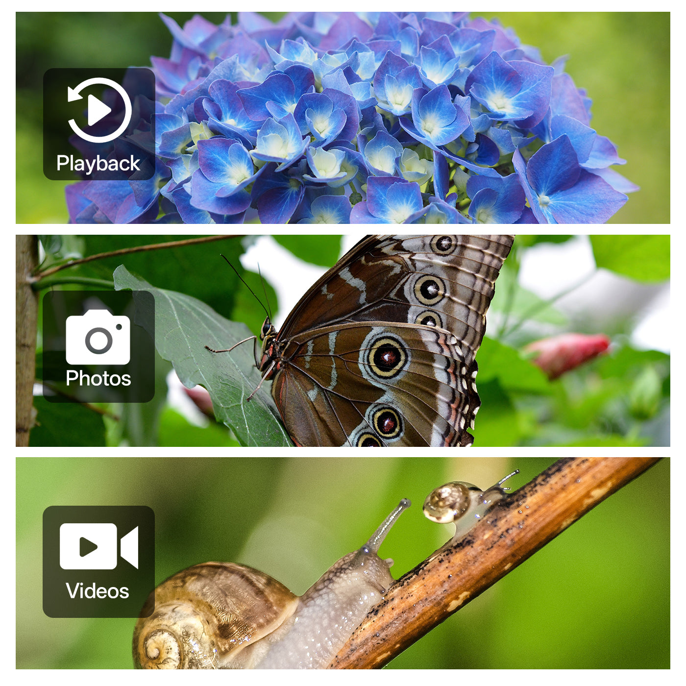Three images: blue flowers, a butterfly on a leaf, and a snail on a branch with icons for playback, photos, and videos.