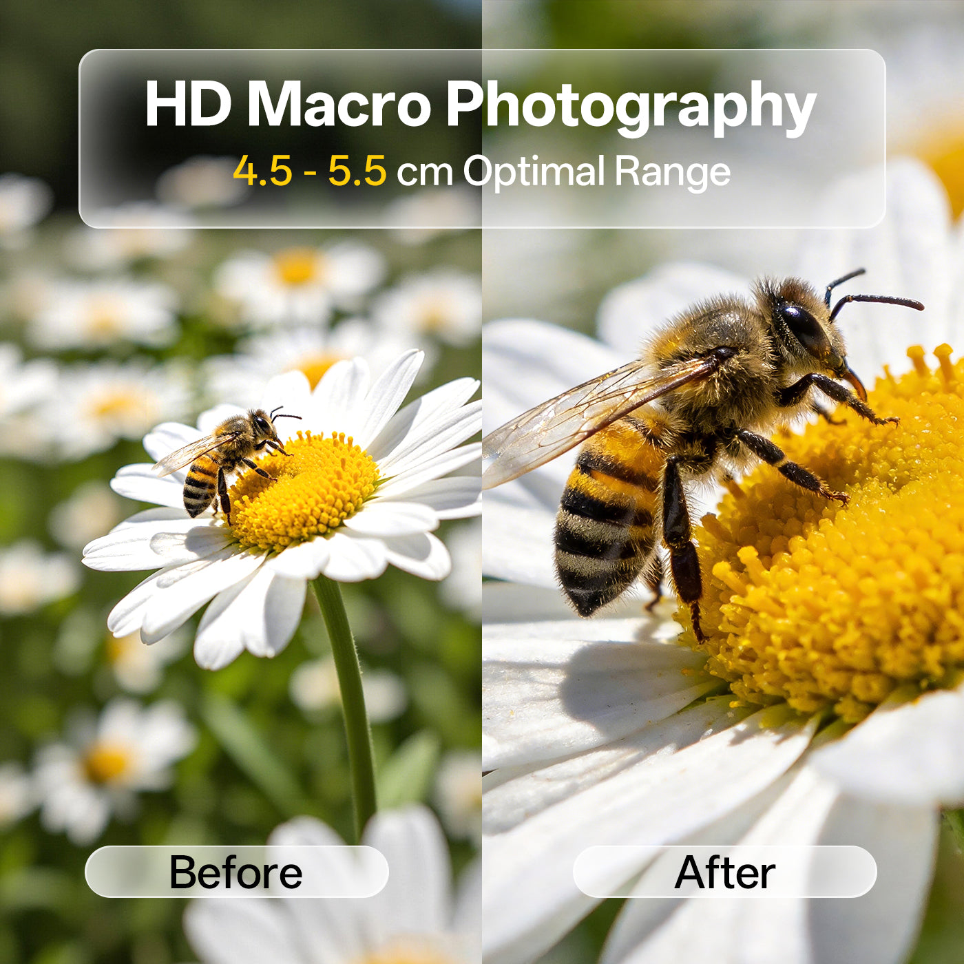 Comparison of HD macro photography showing a bee on a flower with text indicating optimal range.