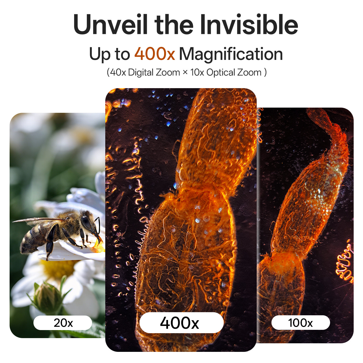 Microcam X1 view of a bee with magnification labels on a white background