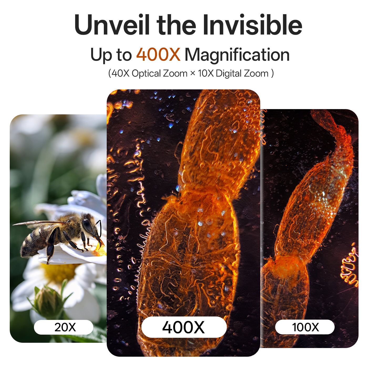 Microcam X1 view of a bee with magnification labels on a white background