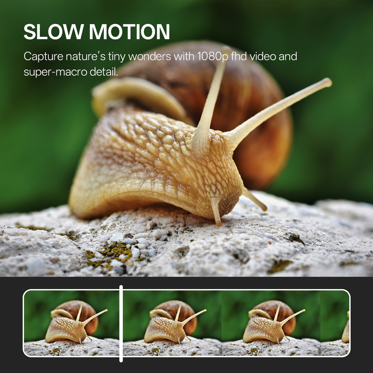 Littpopo MicroCam X1 1080p FHD slow motion capturing snail shell texture and antenna.